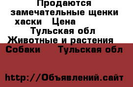 Продаются замечательные щенки хаски › Цена ­ 13 000 - Тульская обл. Животные и растения » Собаки   . Тульская обл.